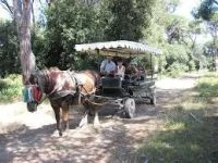 parco di san rossore