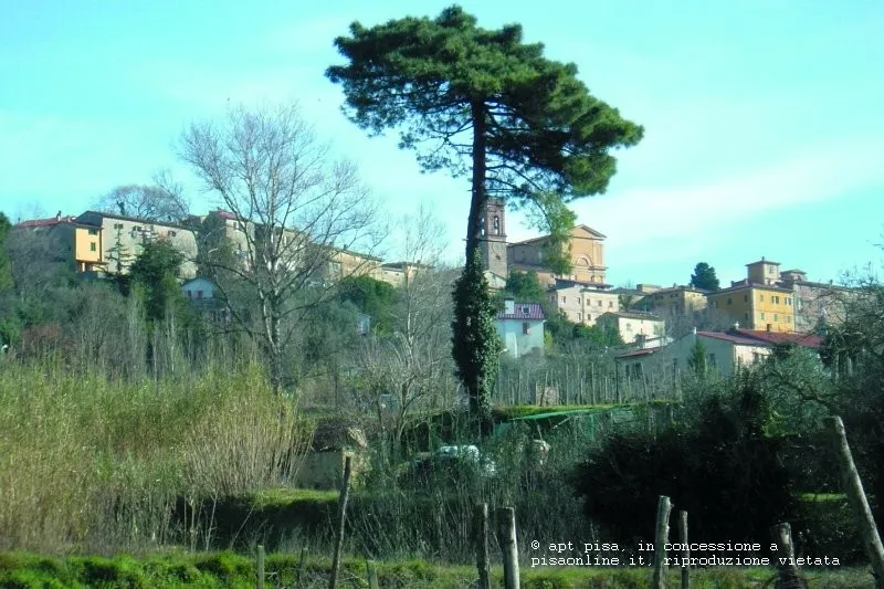 Pontedera